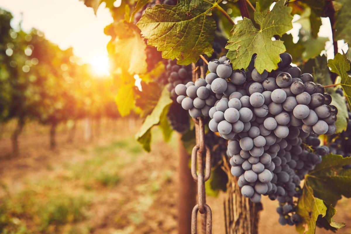 Des vignes cultivés en agriculture biologique.