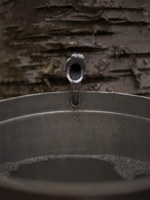 Sirop de Bouleau - Gourmet Sauvage