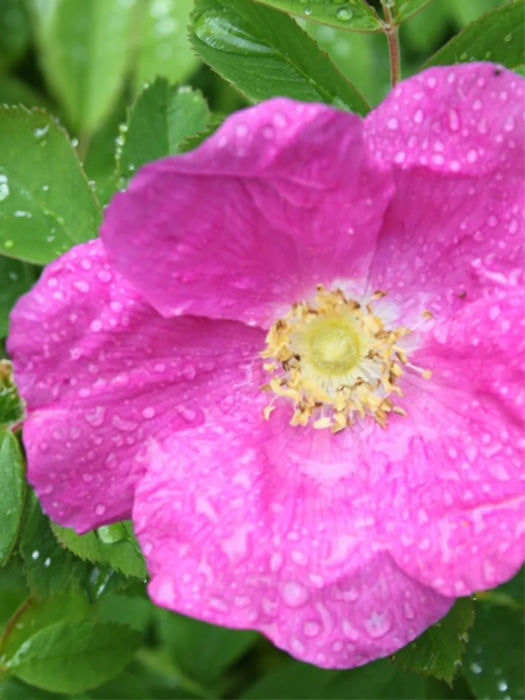 Sirop de Roses Sauvages - Gourmet Sauvage